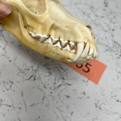 Coyote Skulls