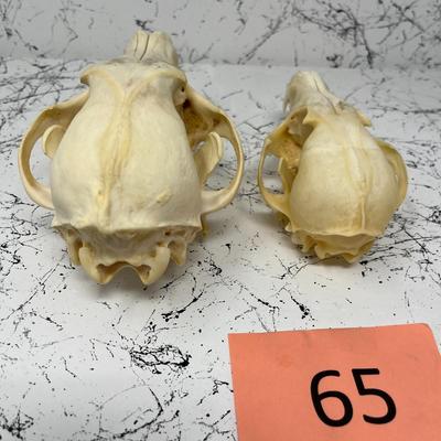 Coyote Skulls