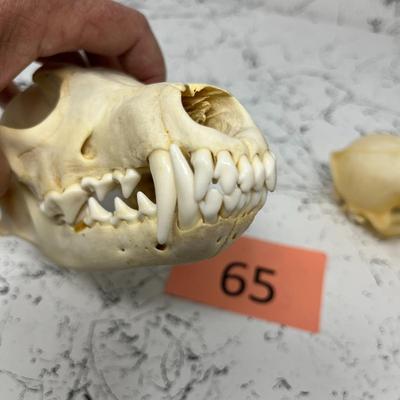 Coyote Skulls