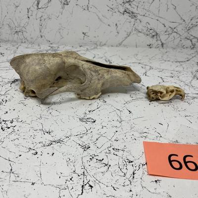 Coyote and Muskrat Skull