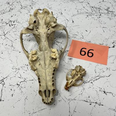 Coyote and Muskrat Skull