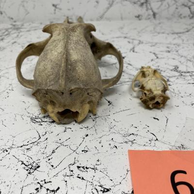 Coyote and Muskrat Skull