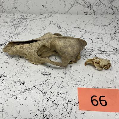Coyote and Muskrat Skull