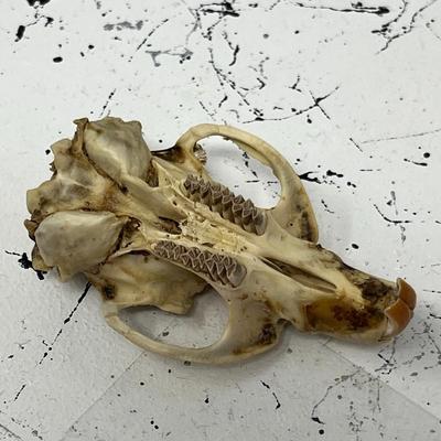 Coyote and Muskrat Skull