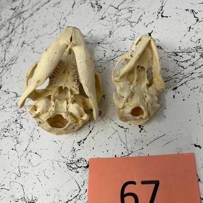 Beaver And Bobcat Skulls