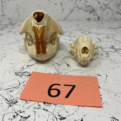 Beaver And Bobcat Skulls