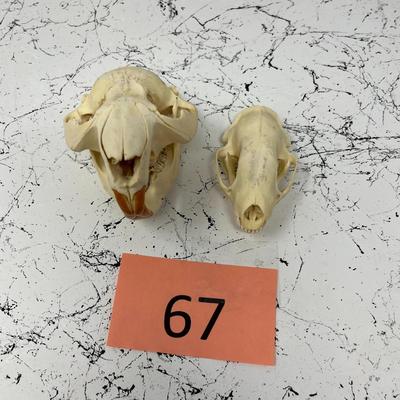 Beaver And Bobcat Skulls