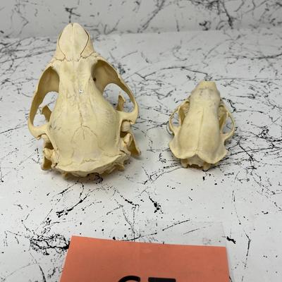 Beaver And Bobcat Skulls