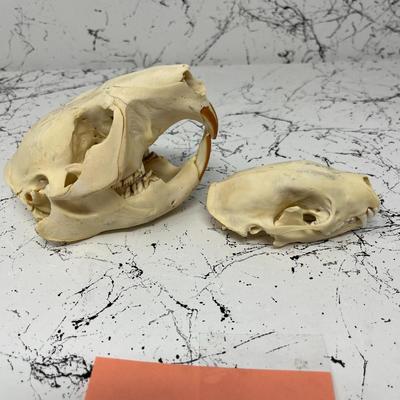Beaver And Bobcat Skulls