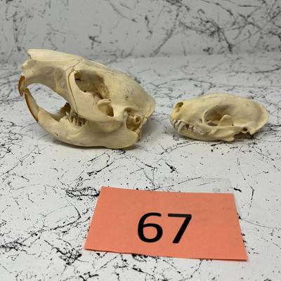 Beaver And Bobcat Skulls