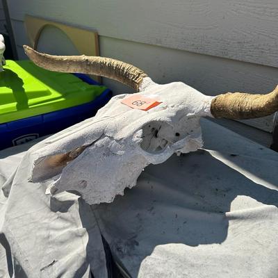 Bull Skull #2