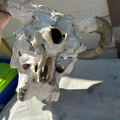 Bull Skull #2