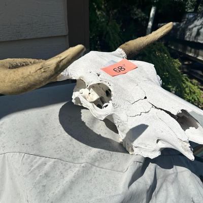 Bull Skull #2
