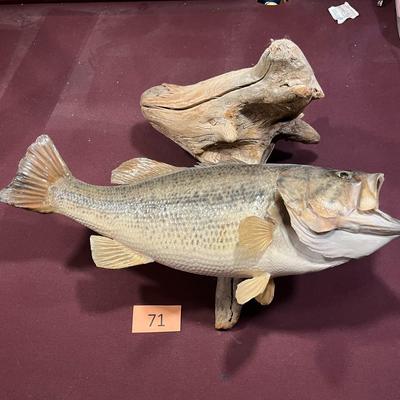 Large Bass Mount Taxidermy