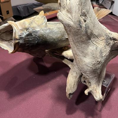 Large Bass Mount Taxidermy