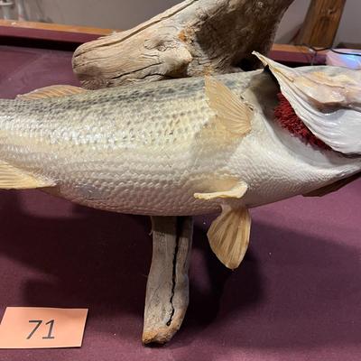 Large Bass Mount Taxidermy