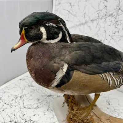 Wood Duck Taxidermy Mount