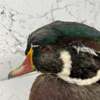 Wood Duck Taxidermy Mount