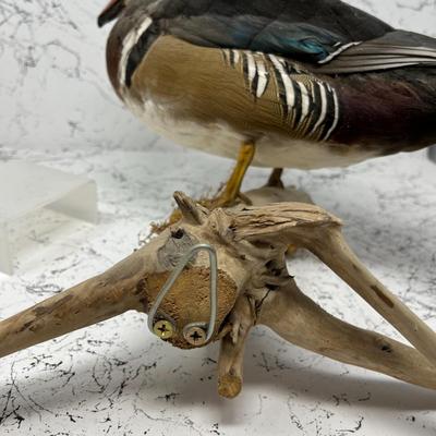 Wood Duck Taxidermy Mount