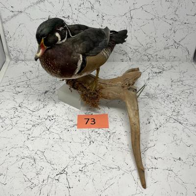 Wood Duck Taxidermy Mount