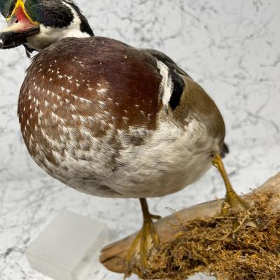 Wood Duck Taxidermy Mount