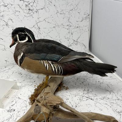 Wood Duck Taxidermy Mount