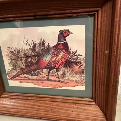 Pheasant Picture
