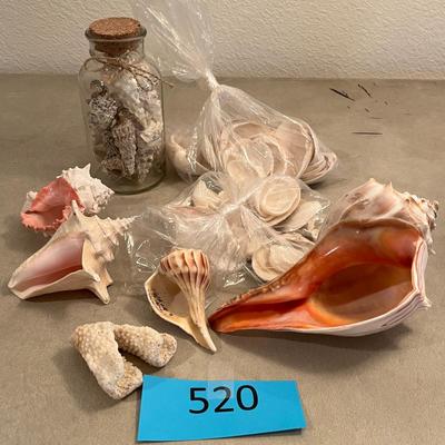 Lot of Sea Shells