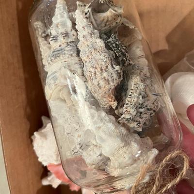 Lot of Sea Shells
