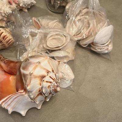 Lot of Sea Shells