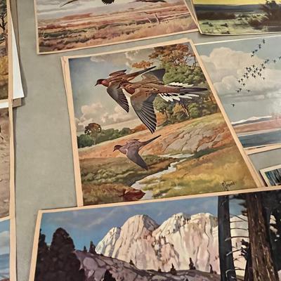 Unframed Wildlife Prints
