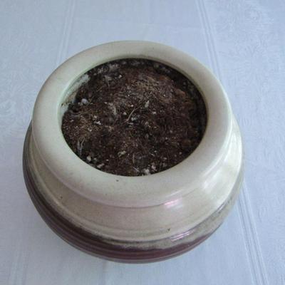 Self Watering Pot for African Violets