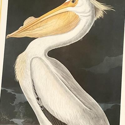 AUDUBON ~ American White Pelican