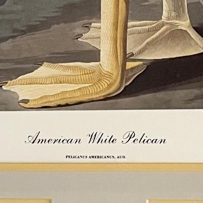 AUDUBON ~ American White Pelican