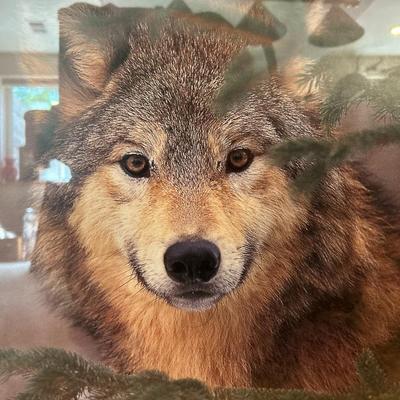 Wolf Photograph Framed Art