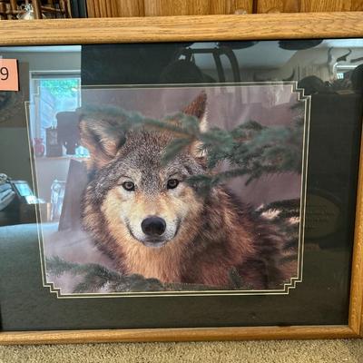 Wolf Photograph Framed Art