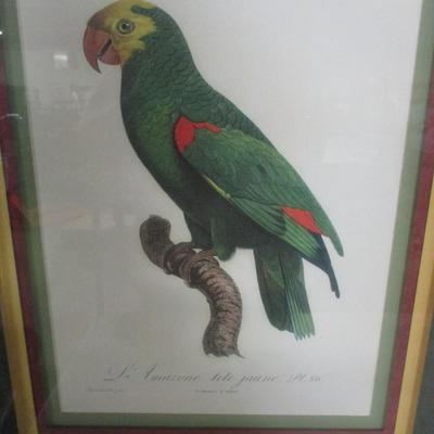 Barraband Parrot Print