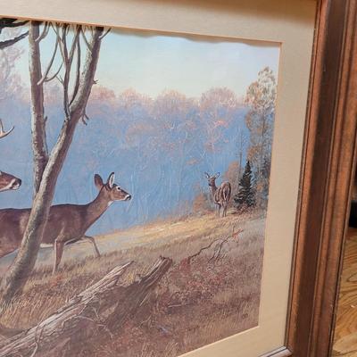 Deer In The Woods Framed Print (D-CE)