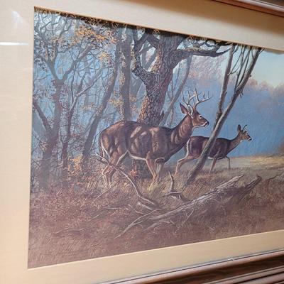 Deer In The Woods Framed Print (D-CE)