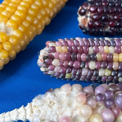 BUNDLE OF INDIAN CORN VARIOUS SIZES AND COLORS