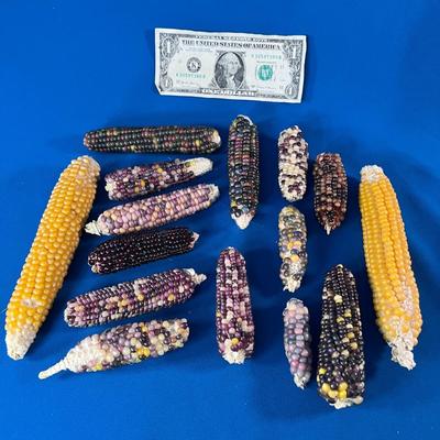 BUNDLE OF INDIAN CORN VARIOUS SIZES AND COLORS
