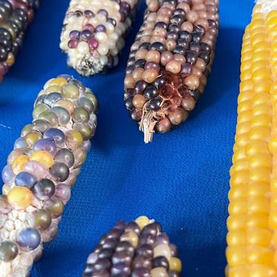 BUNDLE OF INDIAN CORN VARIOUS SIZES AND COLORS