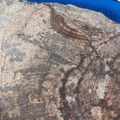 SEDIMENTARY ROCK SAMPLE WITH FOSSILIZED LEAVES AND PLANTS X 3