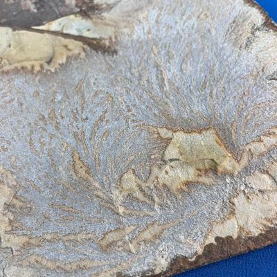 SEDIMENTARY ROCK SAMPLE WITH FOSSILIZED LEAVES AND PLANTS X 3