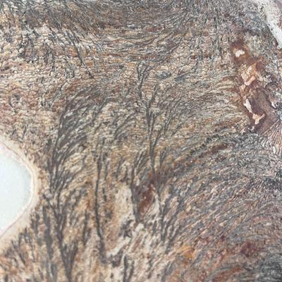 SEDIMENTARY ROCK SAMPLE WITH FOSSILIZED LEAVES AND PLANTS X 3