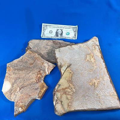 SEDIMENTARY ROCK SAMPLE WITH FOSSILIZED LEAVES AND PLANTS X 3