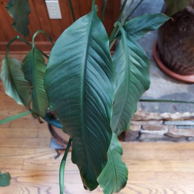 Two Large Potted House Plants in Ceramic Pots (D-BBL)