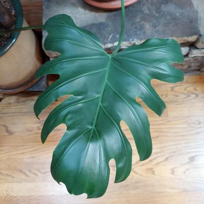 Two Large Potted House Plants in Ceramic Pots (D-BBL)