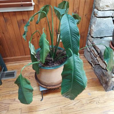 Two Large Potted House Plants in Ceramic Pots (D-BBL)