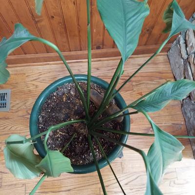 Two Large Potted House Plants in Ceramic Pots (D-BBL)